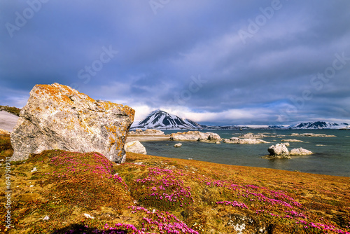 Photography Flowering  Purple saxifrage in a arctic landscape