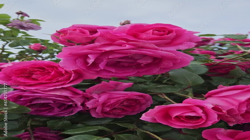 Rose bush with beautiful crimson flowers in Bulgaria
Rose bush with beautiful crimson flowers in Bulgaria