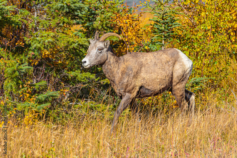 Bighorn sheep (Ovis canadensis): close up of ewe walking in the undergrowth Bighorn sheep (Ovis canadensis): close up of ewe walking in the undergrowth