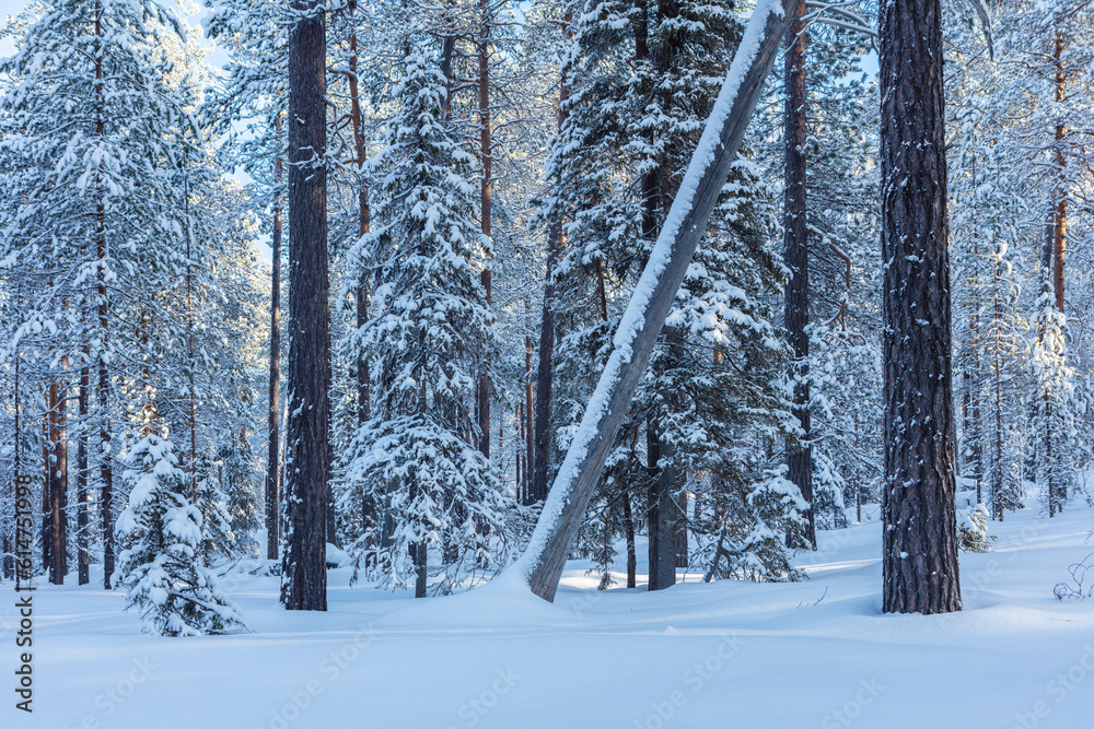 Fototapeta premium Winter in Finland; snow covered boreal forest in Oulanka National Park