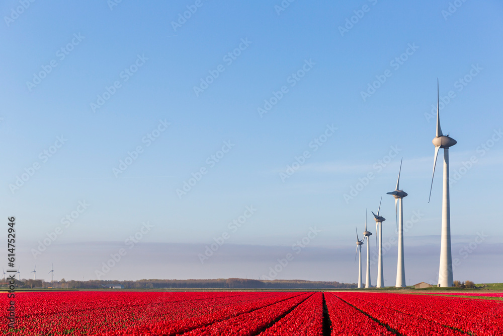 Red tulip fields and wind turbines in the Flevoland