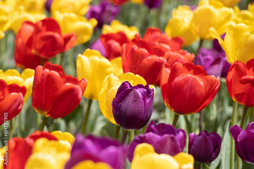 Fototapeta Naklejka Na Ścianę i Meble -  Colorful tulips purple red yellow
