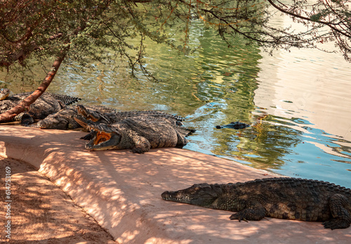 Photography Dubai crocodile park