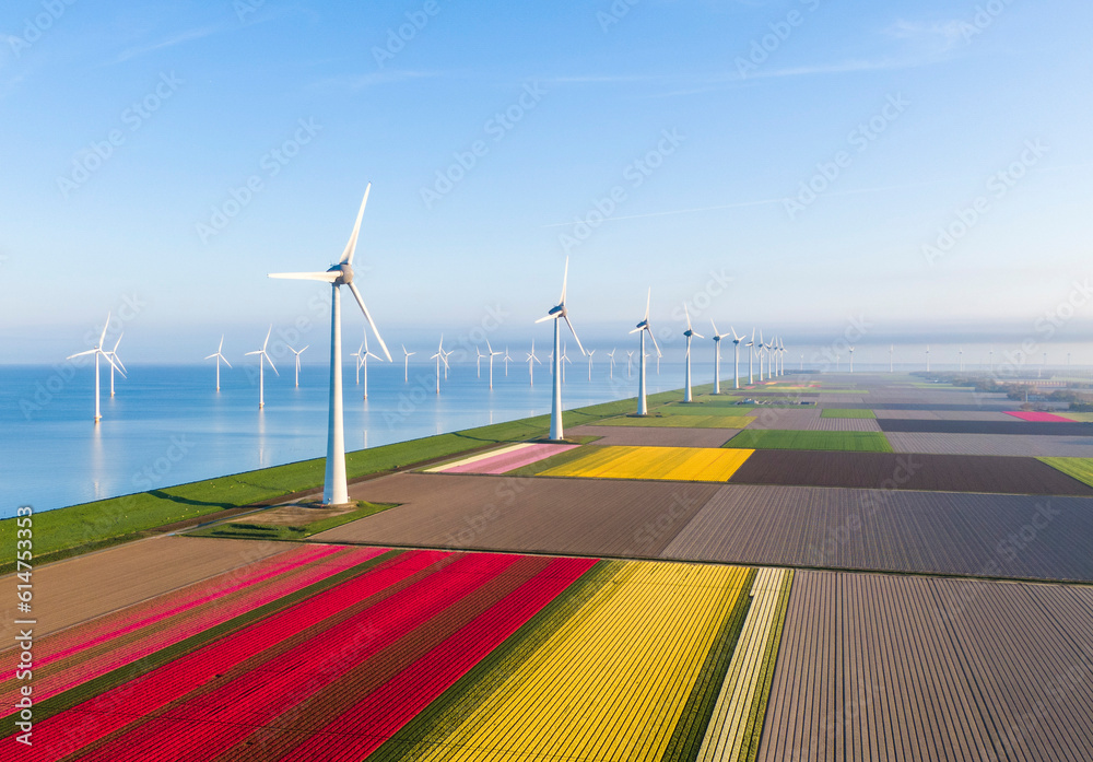 Aerial view of tulip fields and wind turbines in the Flevoland