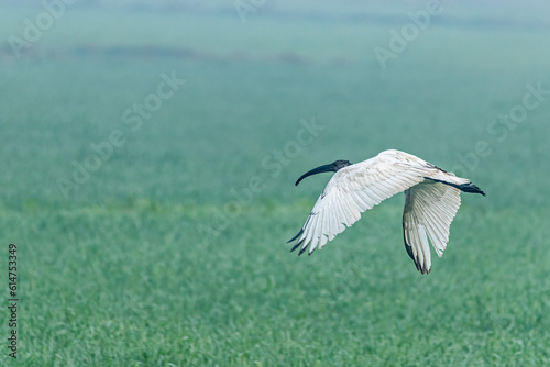 A black headed ibis in flight with wings down