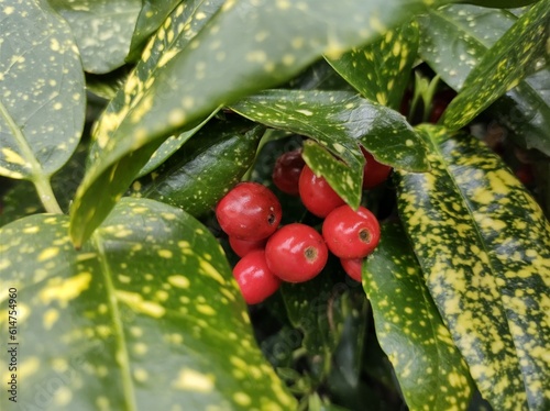 Aucuba japonica 'Crotonifolia' photo