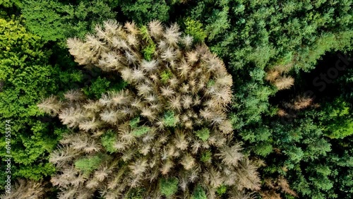 Aerial view footage of German forest with dead trees damaged by drought and insect infestation