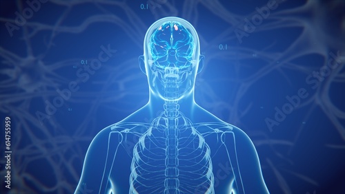 Obraz na plátně 3d rendered medically accurate illustration of a human brain