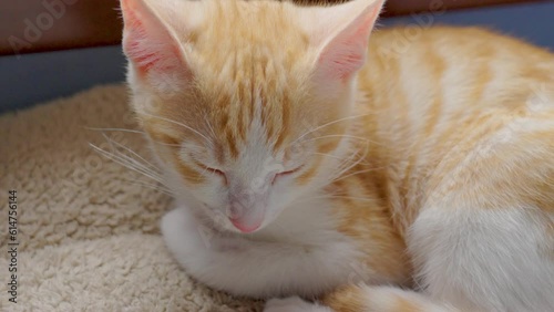 Wallpaper Mural Sleeping charming ginger kitten in a cat bed resting with closed eyes close up Torontodigital.ca