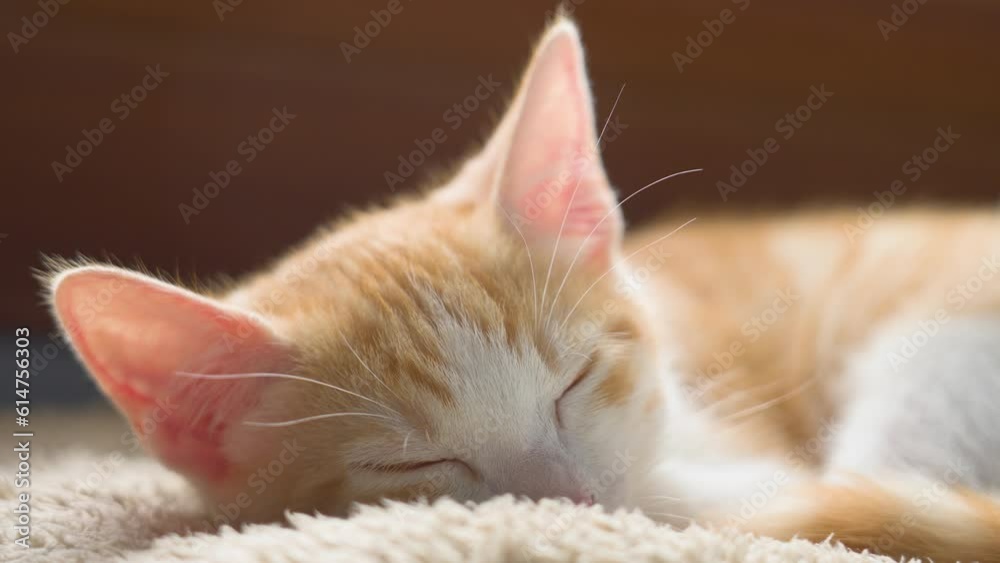 Cute red kitten sleeping in domestic pet bed. Ginger little cat resting close up