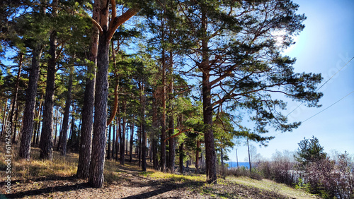 Pine forest on a sunny spring or summer day. Landscape with nature and trees