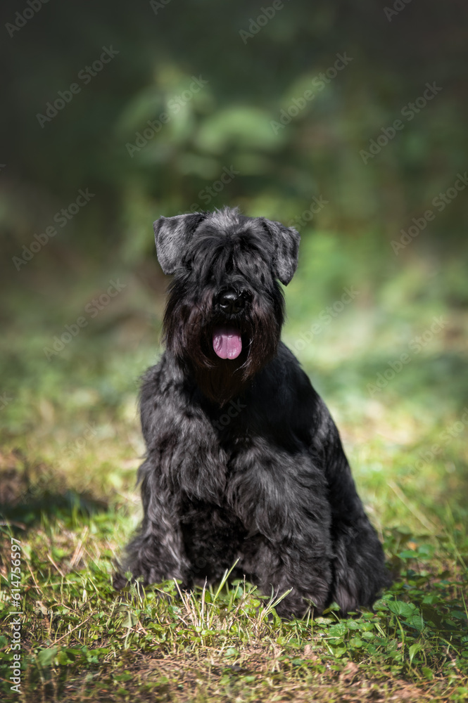 Portrait of cute miniature schnauzer at the park. Portrait of cute miniature schnauzer at the park.