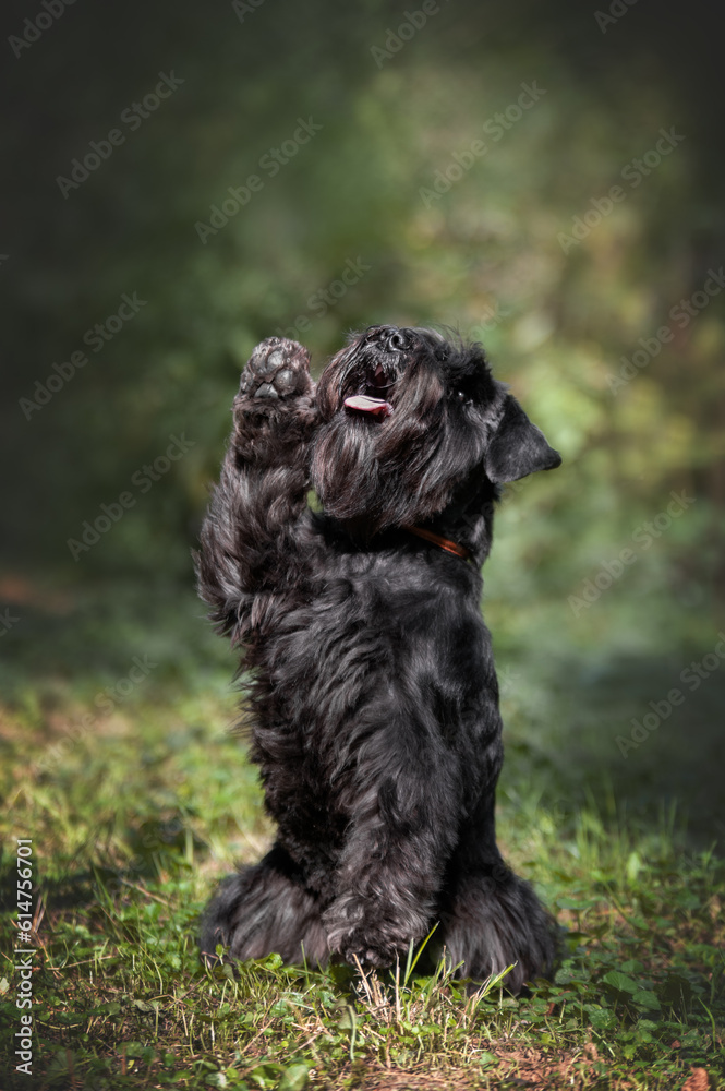 Portrait of cute miniature schnauzer at the park. Portrait of cute miniature schnauzer at the park.