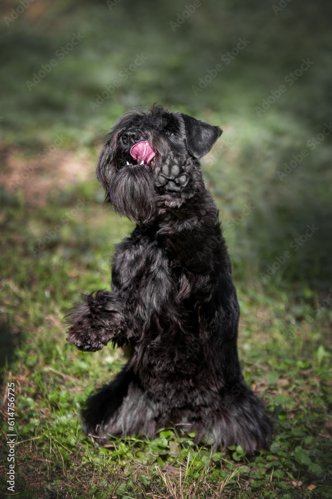 Portrait of cute miniature schnauzer at the park.