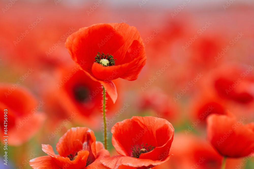 Fototapeta premium Red poppies in a poppies field. Remembrance or armistice day.
