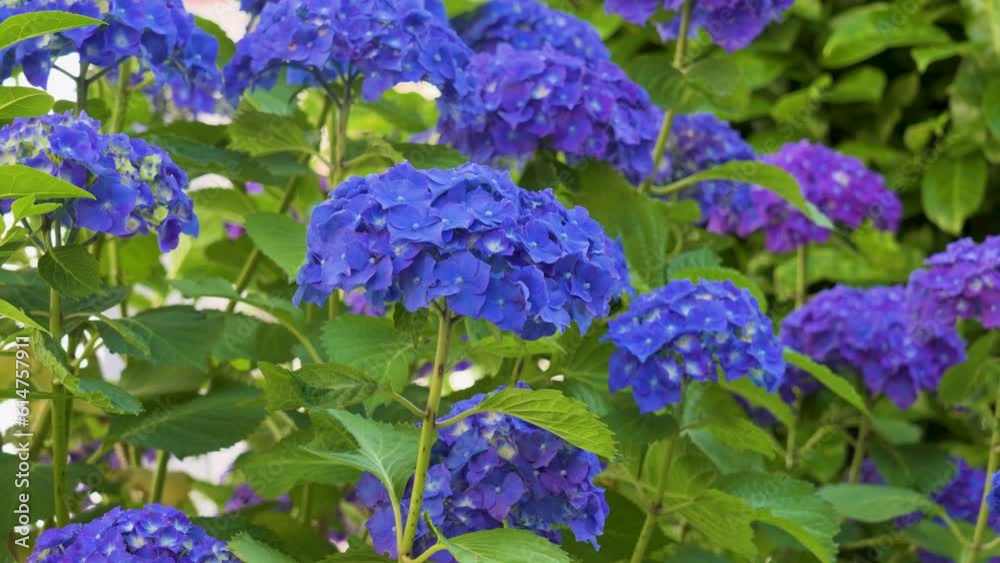 Hydrangea flowers with blue petals and green lush foliage in garden Hydrangea flowers with blue petals and green lush foliage in garden