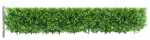 Tropical Flower shrub bush fence tree or garden shrub  tree crown bush foliage. Png transparency