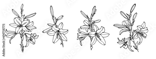 Set of linear sketches of lily flowers and buds.Vector graphics.