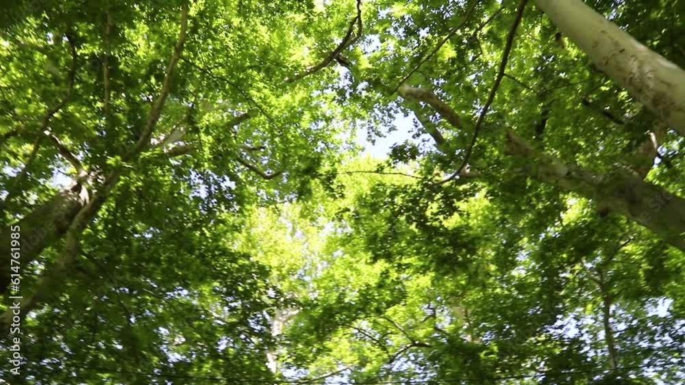 Large crowns of oriental plane tree