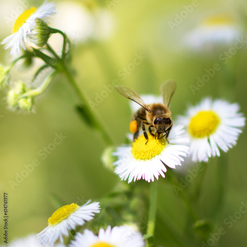 a bee collects nectar from a white flower