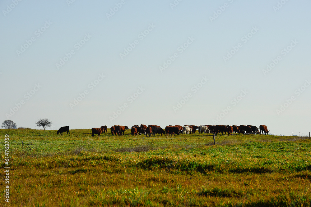 Obraz premium Countryside landscape with cows grazing, La Pampa, Argentina