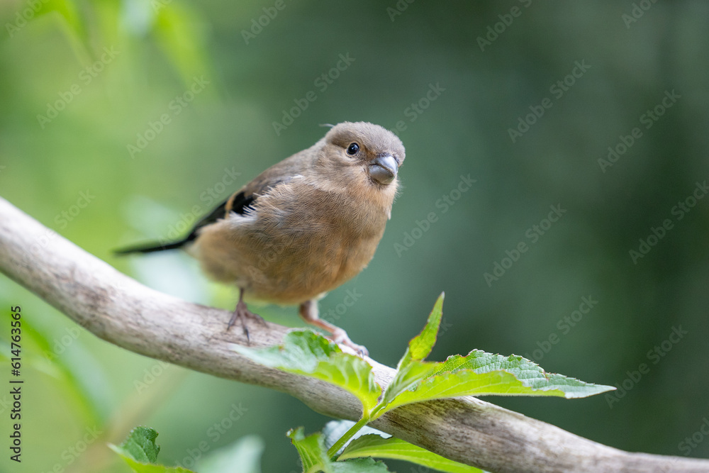 Young Juvenile bullfinch (pyrrhula pyrrhula) on a branch amongst green foliage in a garden, Yorkshire, UK in June Young Juvenile bullfinch (pyrrhula pyrrhula) on a branch amongst green foliage in a garden, Yorkshire, UK in June