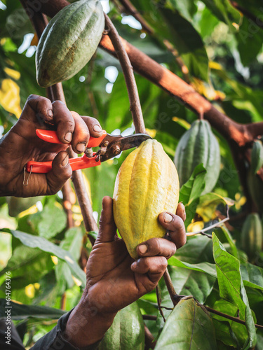 Close-up hands of a cocoa farmer use pruning shears to cut the cocoa pods or fruit ripe yellow cacao from the cacao tree. Harvest the agricultural cocoa business produces.