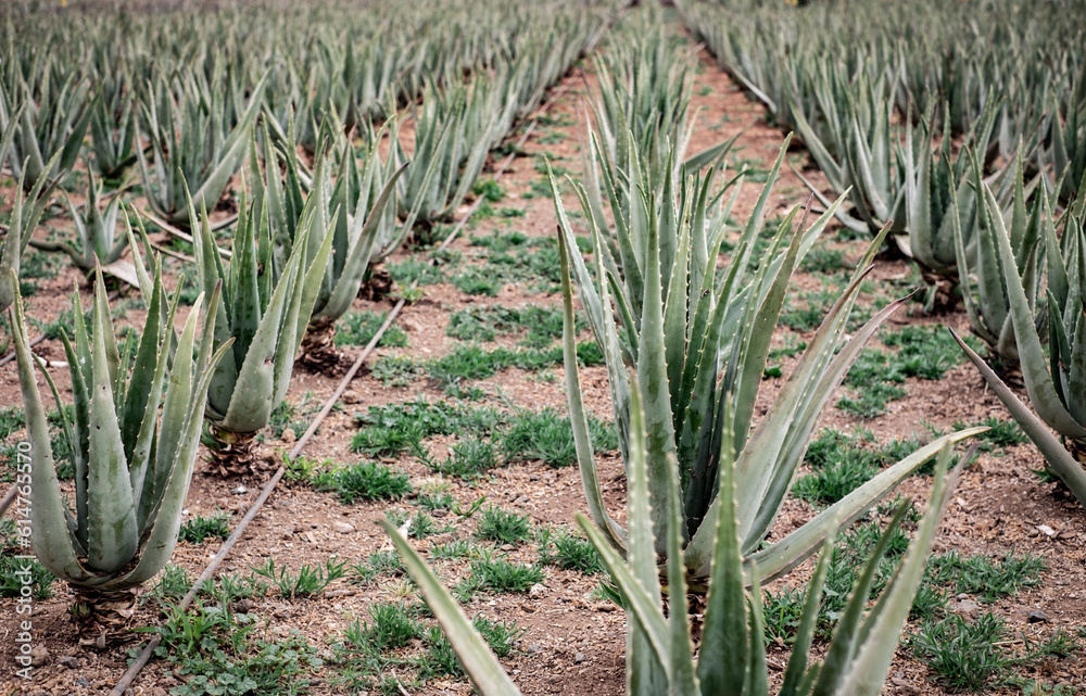 Aloe Vera plantation, fresh leaf of Aloe Vera in farm garden natural background sun light bokeh nature green, Aloe Vera Plantation, Aloe Vera for ingredient cosmetics Aloe Vera plantation, fresh leaf of Aloe Vera in farm garden natural background sun light bokeh nature green, Aloe Vera Plantation, Aloe Vera for ingredient cosmetics
