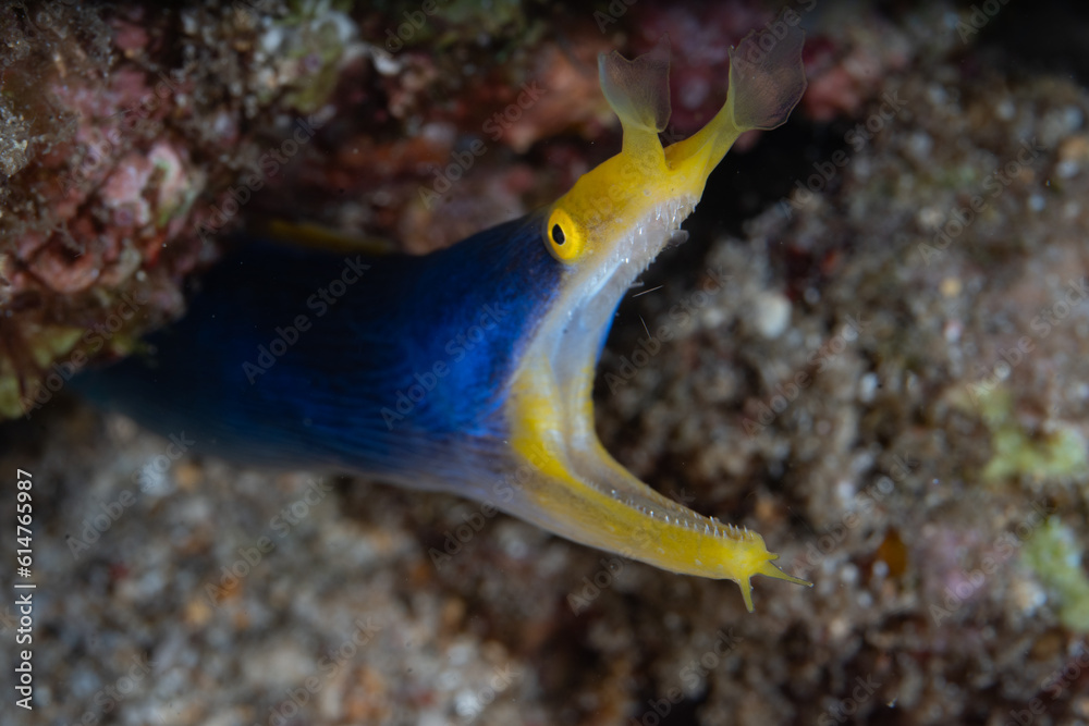 A Blue ribbon eel, Rhinomuraena quaesita, pokes its distinctive head out of a hole in an Indonesian coral reef. This species is a protandric hermaphrodite, changing from male to female in its life. A Blue ribbon eel, Rhinomuraena quaesita, pokes its distinctive head out of a hole in an Indonesian coral reef. This species is a protandric hermaphrodite, changing from male to female in its life.