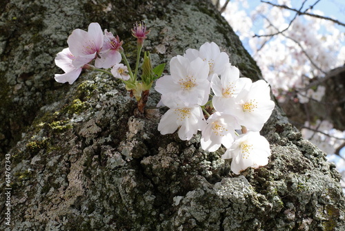 尾道（広島県 尾道市）