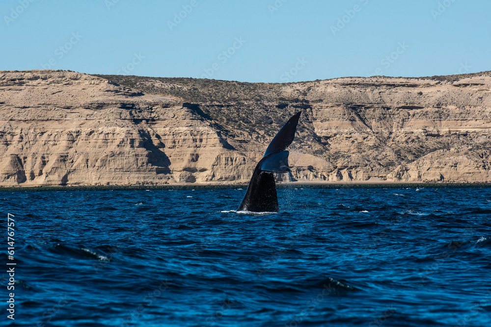 Fototapeta premium Sohutern right whale lob tailing, endangered species, Peninsula Valdes, Patagonia,Argentina