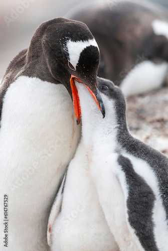 Gentoo Penguin on the beach,feeding his chick, Port Lockroy , Goudier Island, Antartica photo