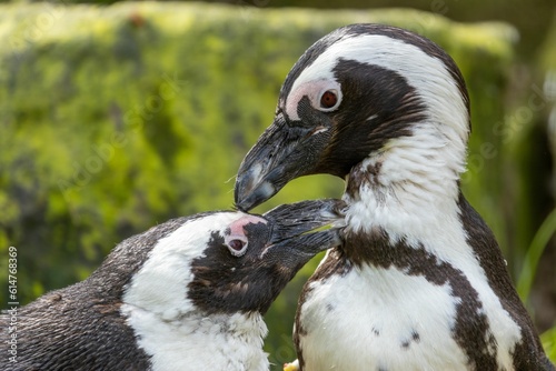 Closeup shot of two African penguins (Spheniscus demersus) photo