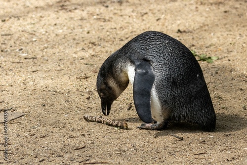 African penguin (Spheniscus demersus) in its natural habitat