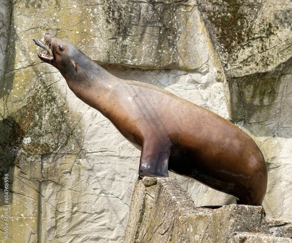Obraz premium Sea lion catching a fish standing on a rock