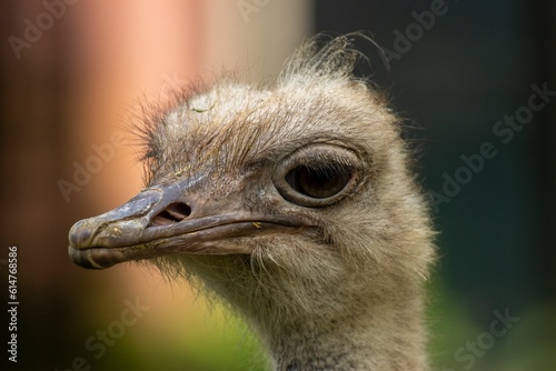 Closeup shot of an ostrich head