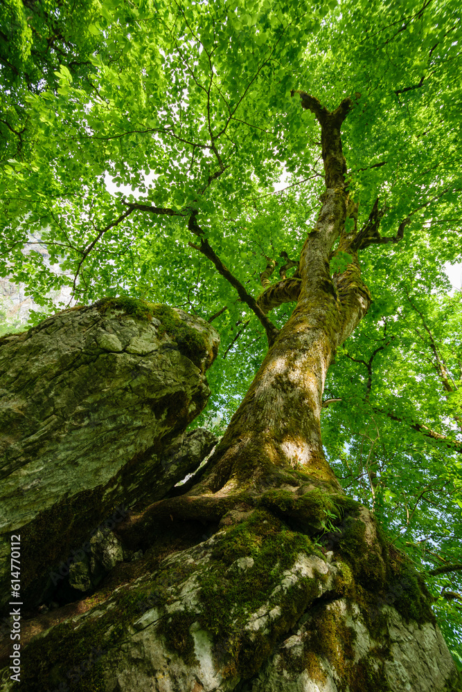 Fototapeta premium tree in the forest