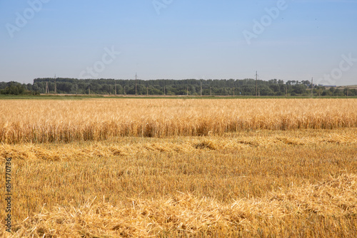 Field with ripe wheat, harvesting.