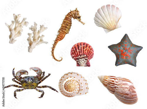 Fotografiet 色々な海の生き物