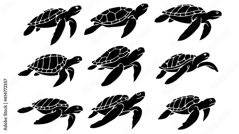 collection of the turtle collection of the turtle