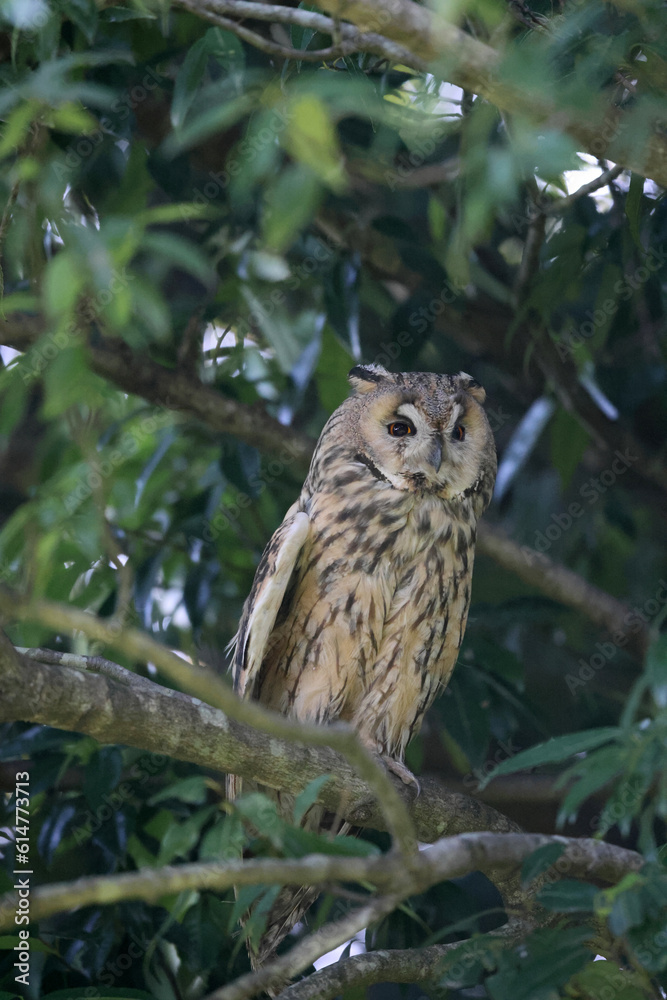 Long-eared Owl (Asio otus) in Japan Long-eared Owl (Asio otus) in Japan