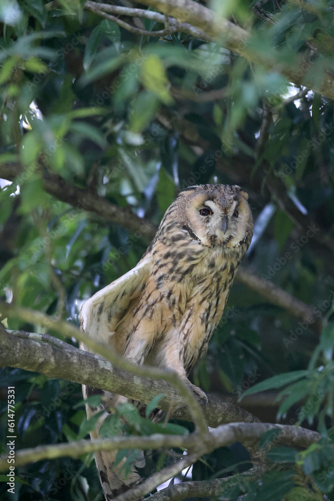 Long-eared Owl (Asio otus) in Japan Long-eared Owl (Asio otus) in Japan