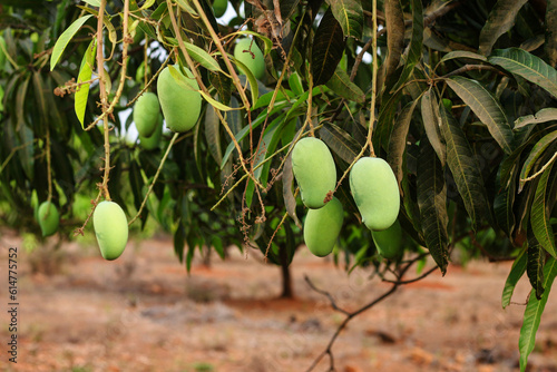 Bunch of Green Alphonso Mangoes on Tree Bathed in Evening Sunlight photo