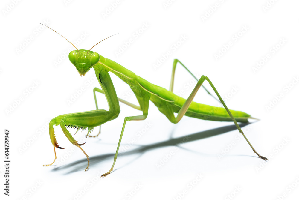 Pray Mantis Pray Mantis