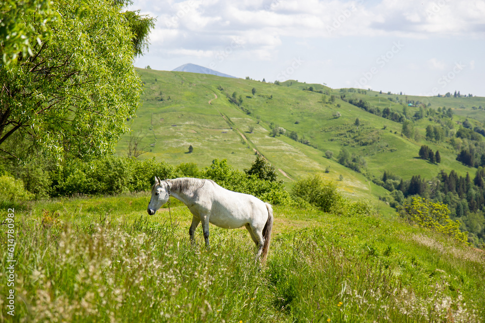 Fototapeta premium horse in the mountains