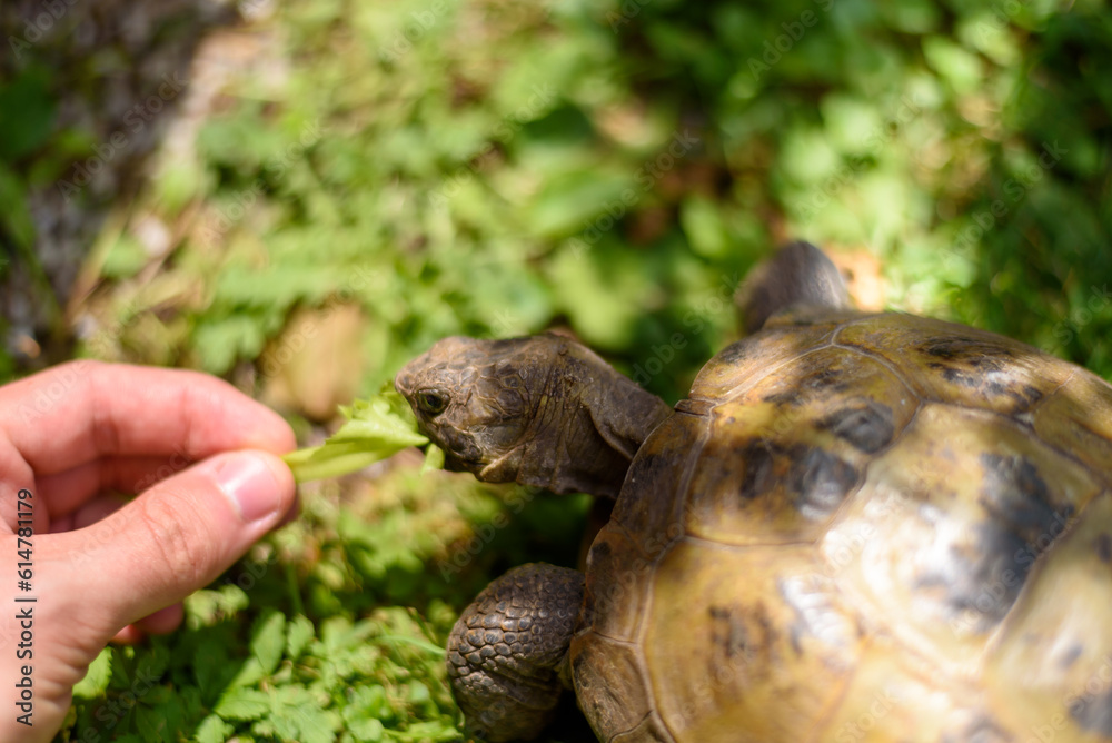 tortoise eating dandelion leaf