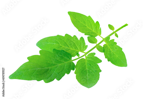 Tomato leaf closeup isolated on transparent png