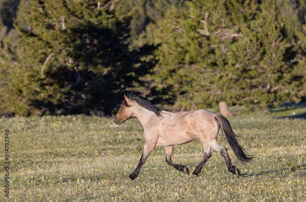 Wild Horse in Summer in the Pryor Mountains Montana Wild Horse in Summer in the Pryor Mountains Montana
