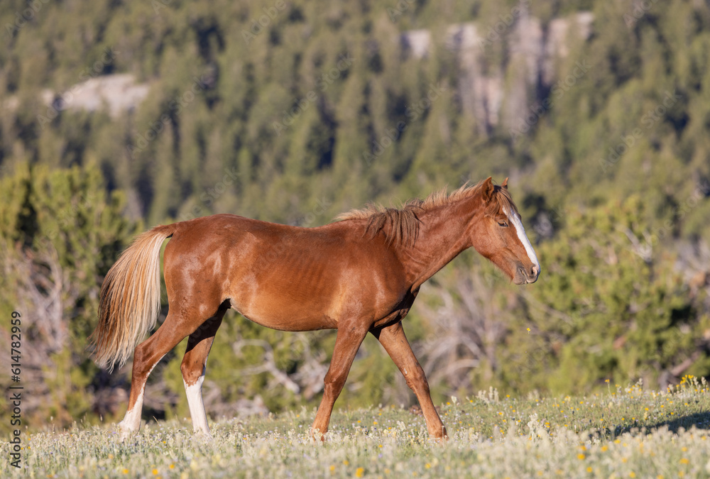 Fototapeta premium Wild Horse in Summer in the Pryor Mountains Montana