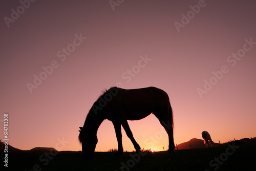 horse silhouette in the countryside and beautiful sunset background © Ismael
